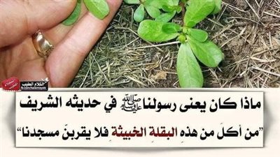النبتة التي نهى النبي اكلها والاقتراب إلى الصلاة