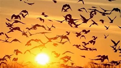 ماهو الطائر المذكور في القران الكريم وهو الان غير موجود