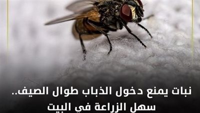 نبات يمنع دخول الذباب طوال الصيف.. سهل الزراعة في البيت !
