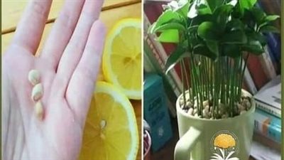 زراعة بذر الليمون