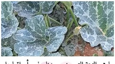 ما هي النبتة التي وضع سيدنا يونس أوراقها على جسده بعد أن خرج من فم الحوت